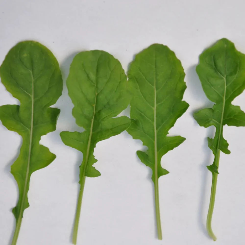 SET SALAD ROCKET SEEDS | Smarties.bio