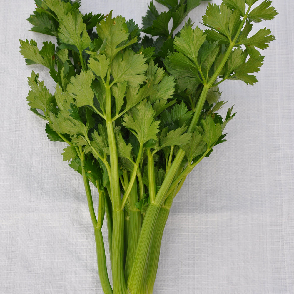 CHIOGGIOTTO GREEN CELERY SEEDS