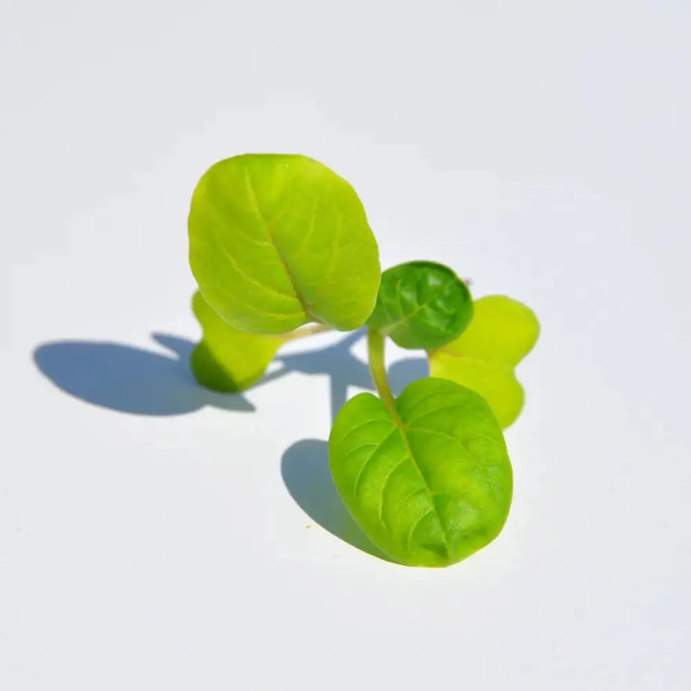 #SM4.62 TATSOI SEEDS | Smarties.bio