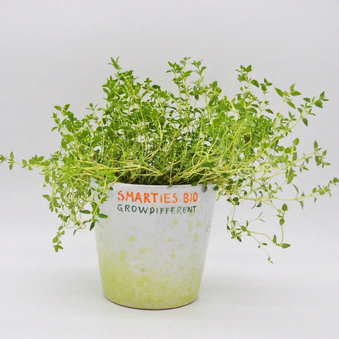 #SM4.91 WINTER THYME SEEDS | Smarties.bio