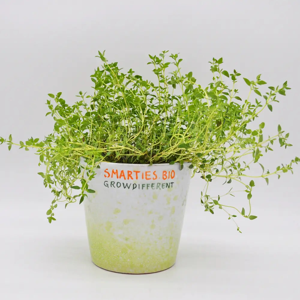 #SM4.91 WINTER THYME SEEDS | Smarties.bio