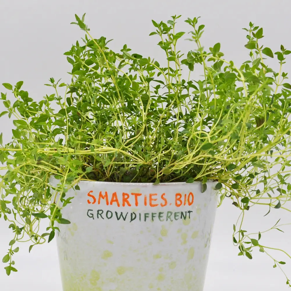 #SM4.91 WINTER THYME SEEDS | Smarties.bio