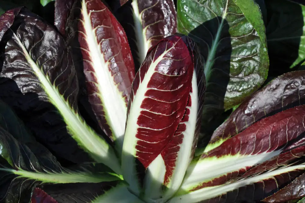 SANGRIA CICORIA ROSSA DI TREVISO PRECOCE SEEDS | Smarties.bio