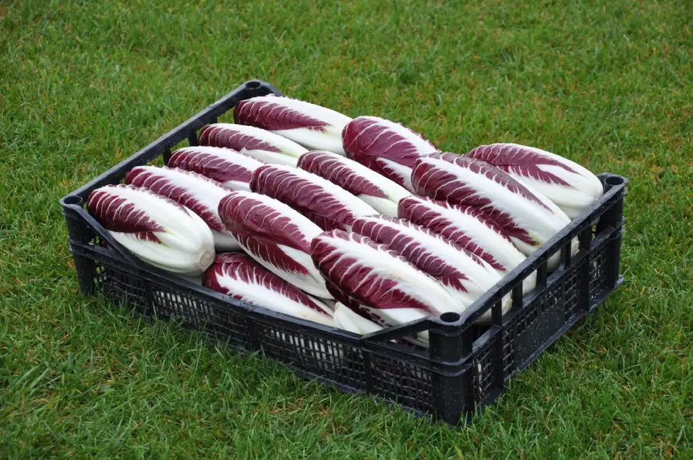 REGINA ROSSA CICORIA ROSSA DI TREVISO PRECOCE SEEDS | Smarties.bio