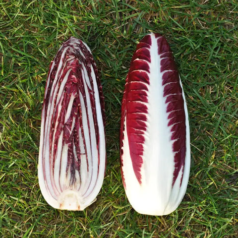 PACIFICO CICORIA ROSSA DI TREVISO PRECOCE SEEDS | Smarties.bio