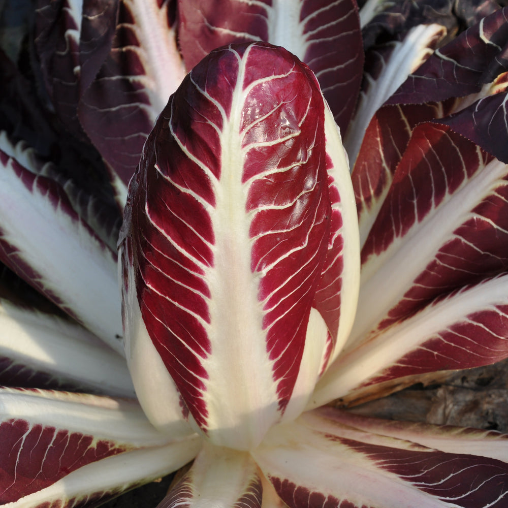 CARMINIO CICORIA ROSSA DI TREVISO PRECOCE SEEDS