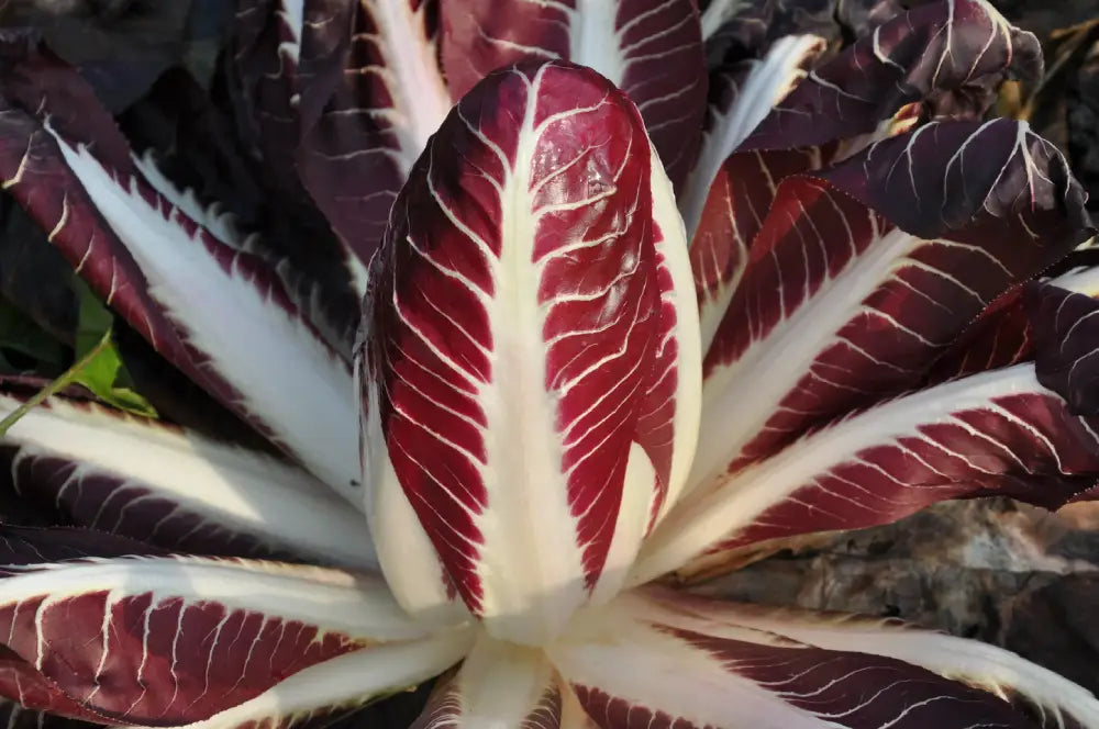 CARMINIO CICORIA ROSSA DI TREVISO PRECOCE SEEDS | Smarties.bio