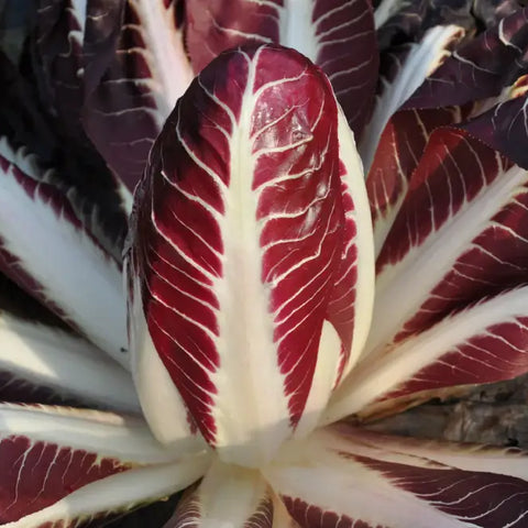 CARMINIO CICORIA ROSSA DI TREVISO PRECOCE SEEDS | Smarties.bio