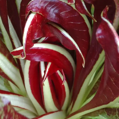 BOTTENIGA CICORIA ROSSA DI TREVISO 2 SEEDS                            (TREVISO TARDIVO TO BE FORCED) | Smarties.bio