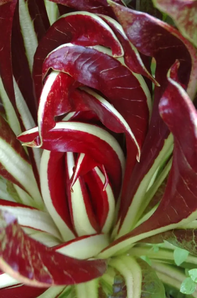 BOTTENIGA CICORIA ROSSA DI TREVISO 2 SEEDS                            (TREVISO TARDIVO TO BE FORCED) | Smarties.bio