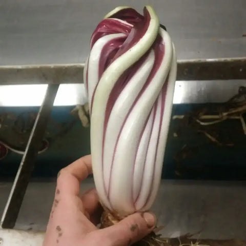 CAGNANI CICORIA ROSSA DI TREVISO 2 SEEDS                            (TREVISO TARDIVO TO BE FORCED) | Smarties.bio