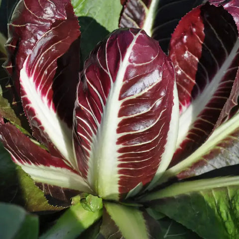 LAVA ROSSA CICORIA ROSSA DI TREVISO PRECOCE SEEDS | Smarties.bio