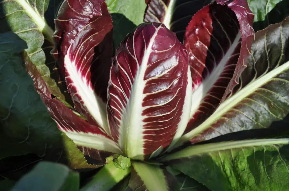 LAVA CICORIA ROSSA DI TREVISO PRECOCE SEEDS | Smarties.bio