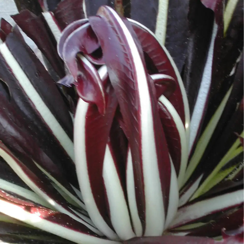 SAN BENEDETTO CICORIA ROSSA DI TREVISO 2 SEEDS (TREVISO TARDIVO TO BE FORCED) | Smarties.bio