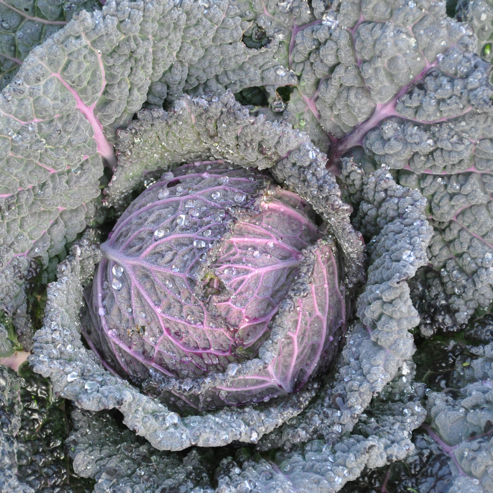 VERZA MORETTA SANZENO ex XS139 SAVOY CABBAGE SEEDS