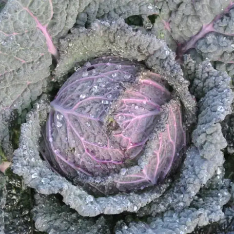 VERZA MORETTA SANZENO ex XS139 SAVOY CABBAGE SEEDS | Smarties.bio