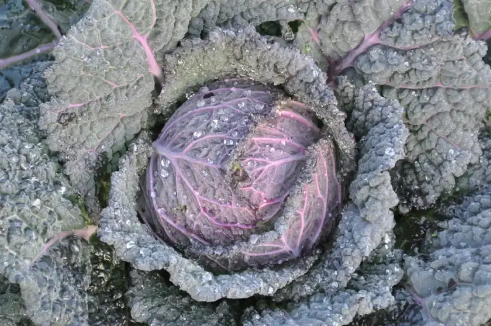 VERZA MORETTA SANZENO ex XS139 SAVOY CABBAGE SEEDS | Smarties.bio
