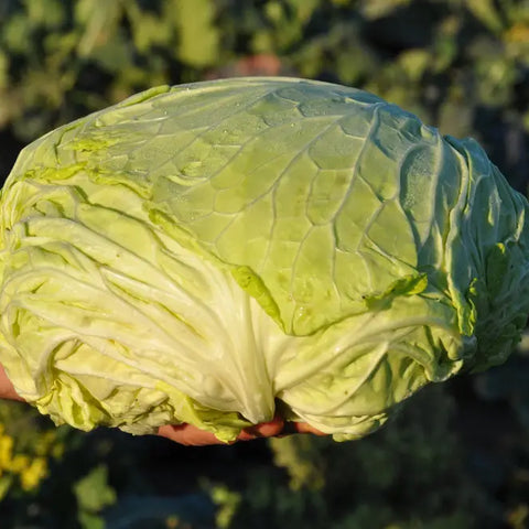 VERZA MARINANTA ex XS184 SAVOY CABBAGE SEEDS | Smarties.bio