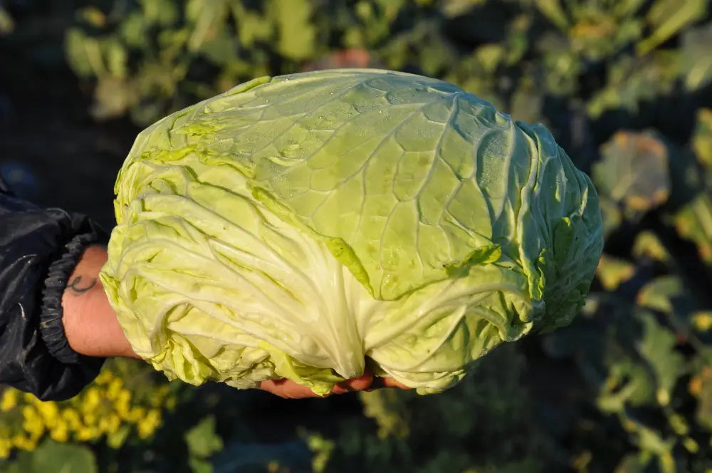VERZA MARINANTA ex XS184 SAVOY CABBAGE SEEDS | Smarties.bio