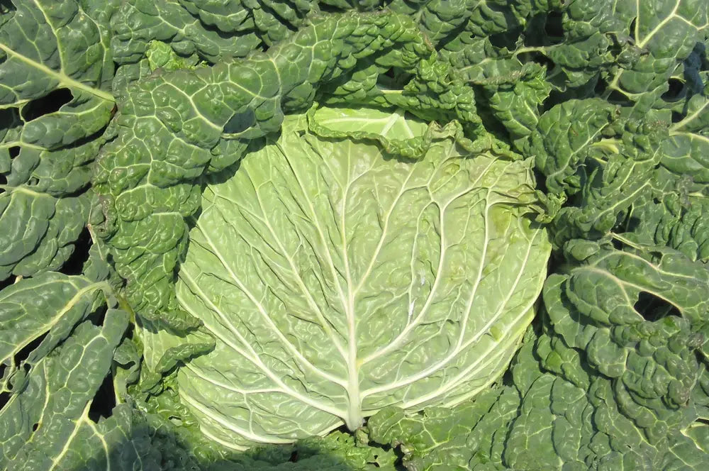 VERZA MARINANTA ex XS184 SAVOY CABBAGE SEEDS | Smarties.bio