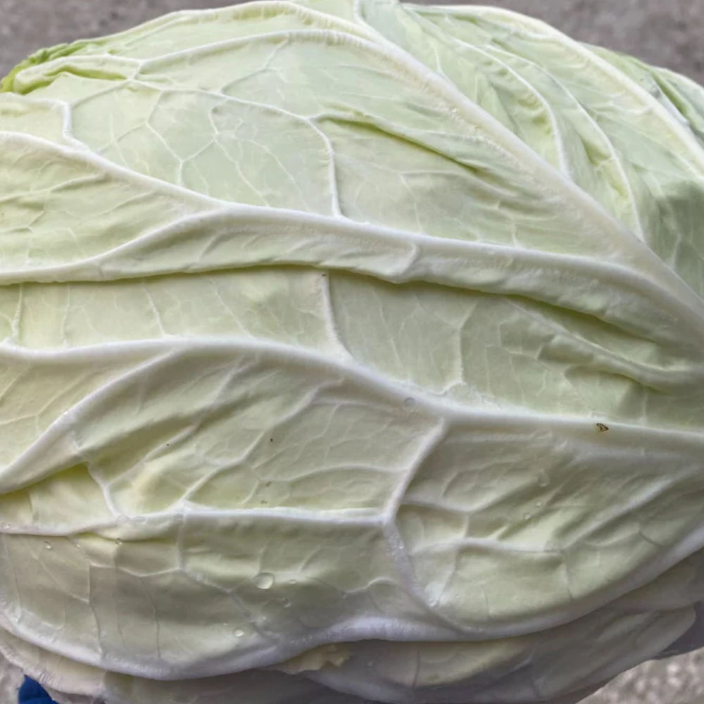 VERZA MARINANTA ex XS184 SAVOY CABBAGE SEEDS | Smarties.bio