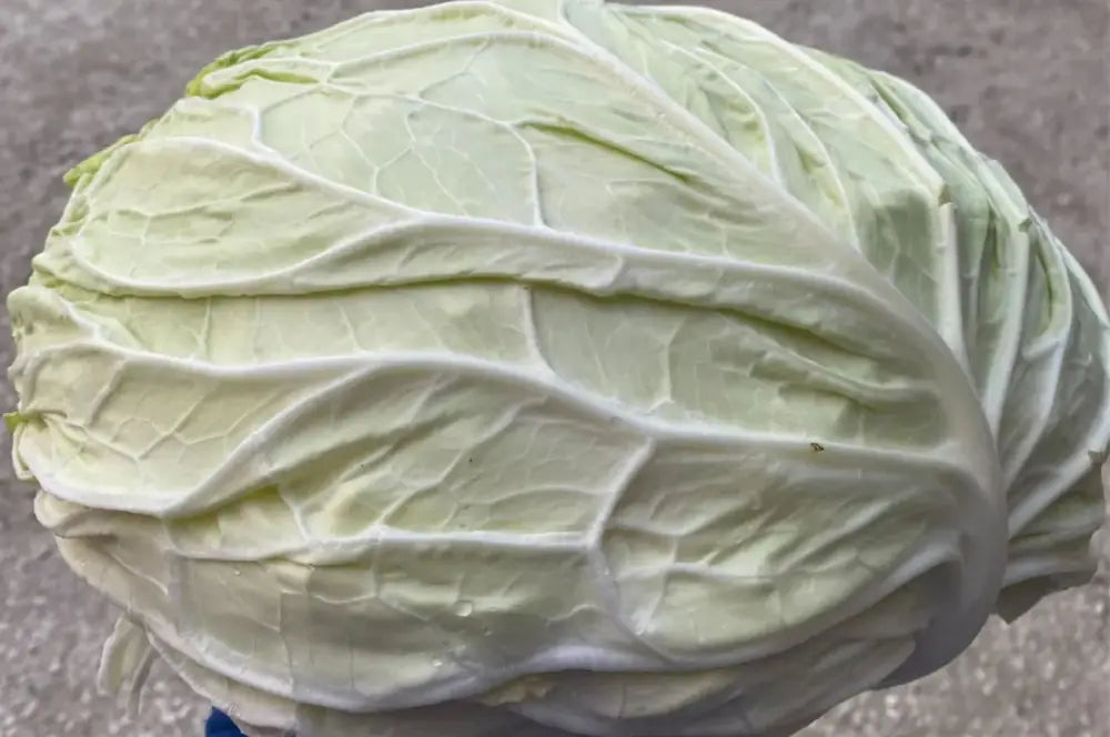 VERZA MARINANTA ex XS184 SAVOY CABBAGE SEEDS | Smarties.bio
