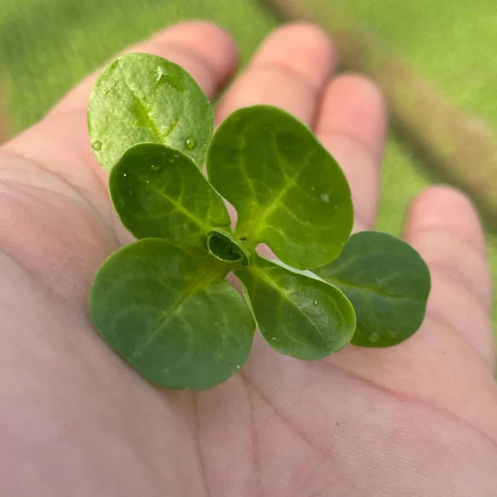 XS113 CORN SALAD SEEDS | Smarties.bio