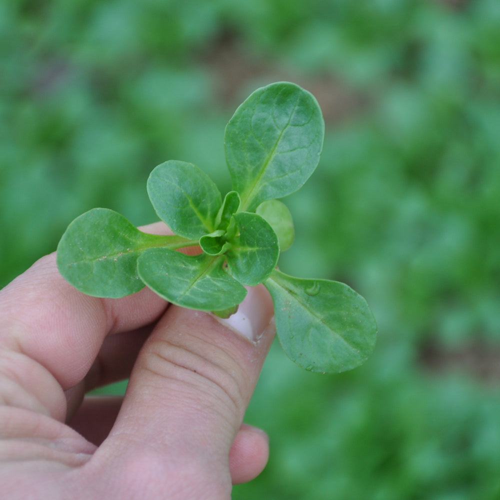 
                      
                        XS114 CORN SALAD SEEDS | Smarties.bio
                      
                    