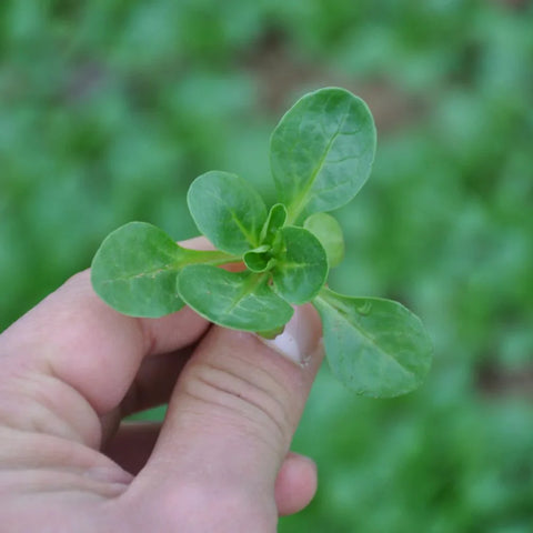 XS114 CORN SALAD SEEDS | Smarties.bio