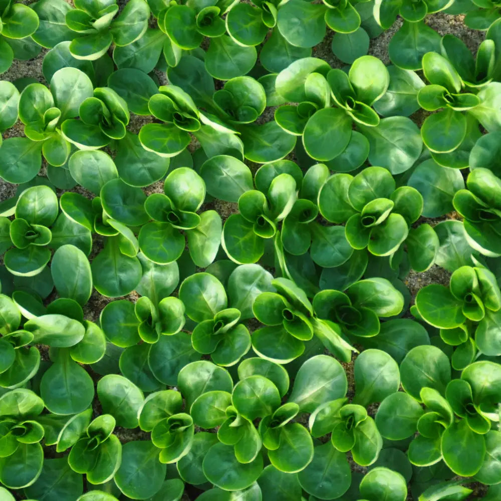 XS343 CORN SALAD SEEDS | Smarties.bio