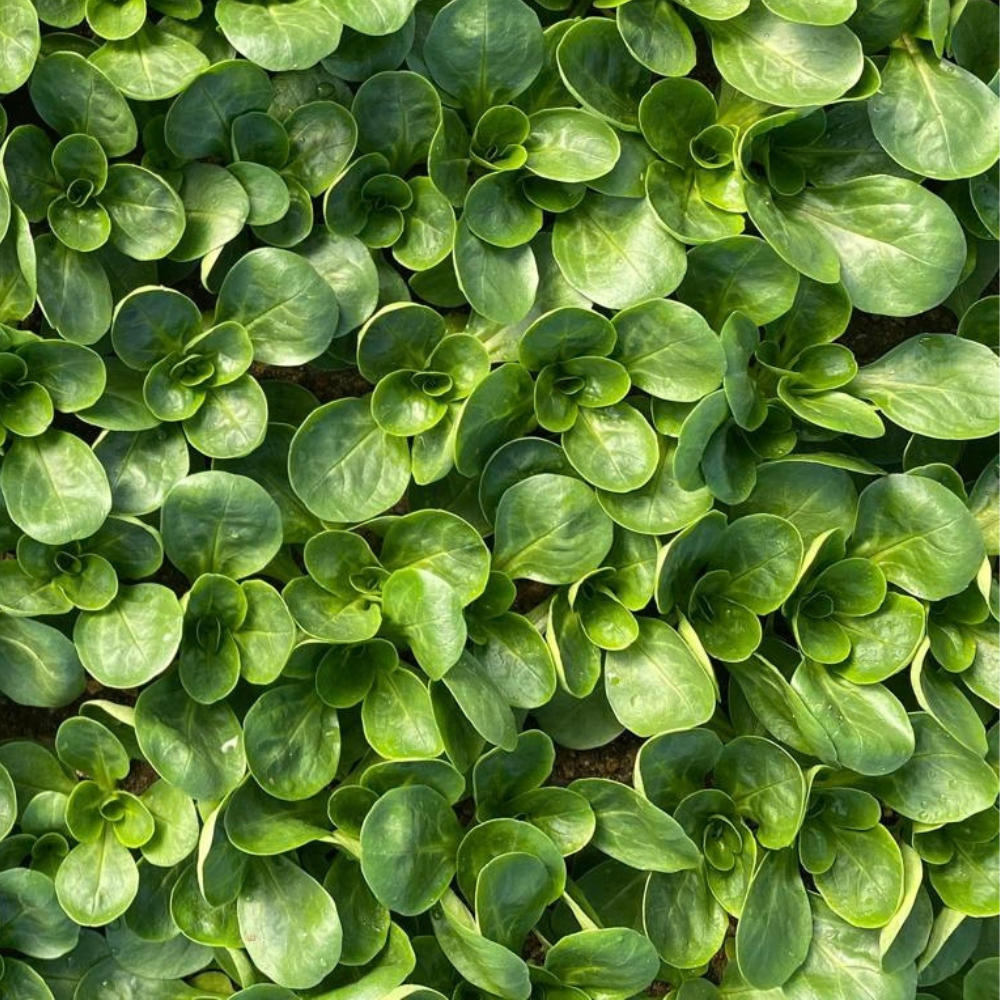 XS389 TROFEO CORN SALAD SEEDS | Smarties.bio