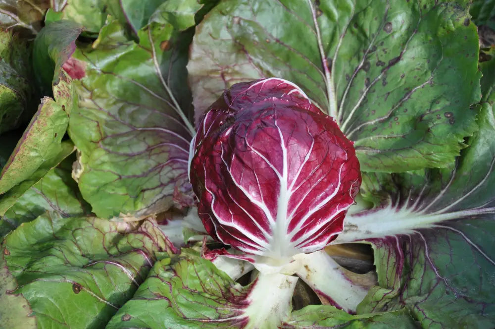 ALPONE CICORIA ROSSA DI VERONA SEEDS | Smarties.bio