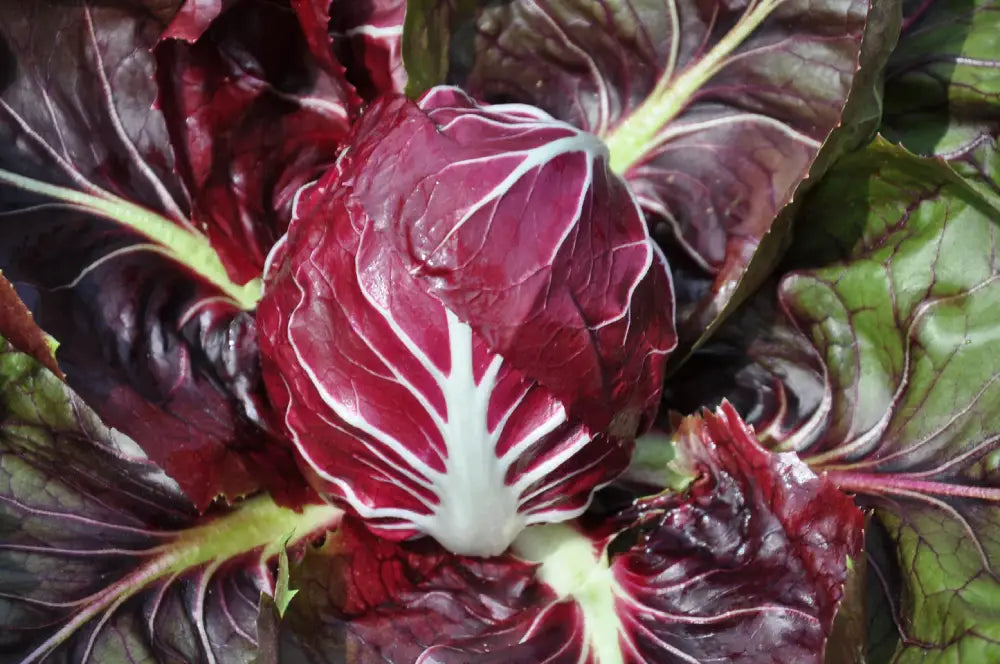 PASQUALINO CICORIA ROSSA DI VERONA SEEDS | Smarties.bio