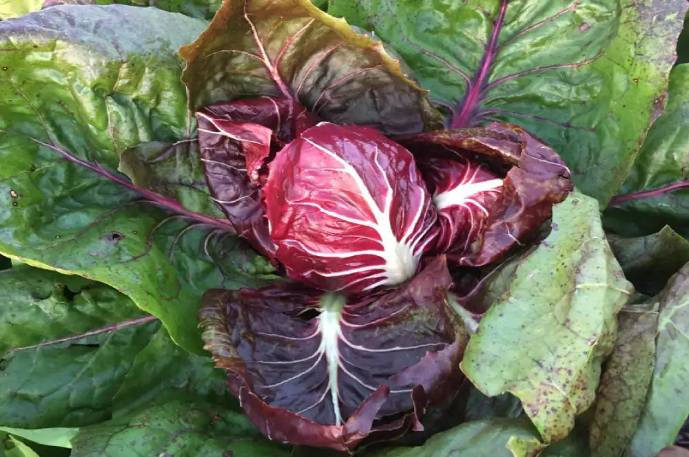 ROMEO CICORIA ROSSA DI VERONA SEEDS | Smarties.bio