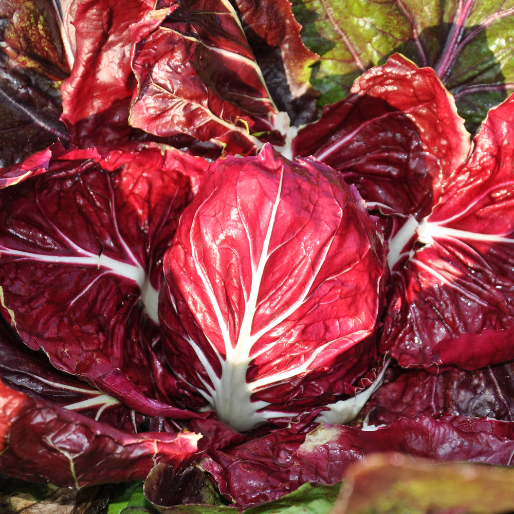 #SM4.15 CICORIA ROSSA DI VERONA SEEDS | smarties.bio