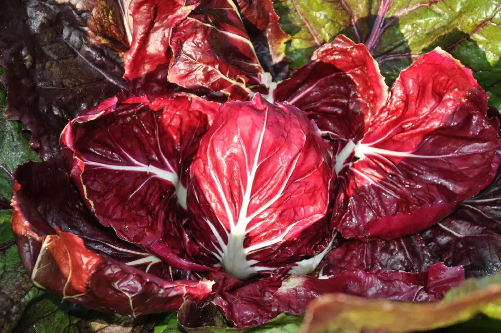 GAIA CICORIA ROSSA DI VERONA SEEDS | Smarties.bio