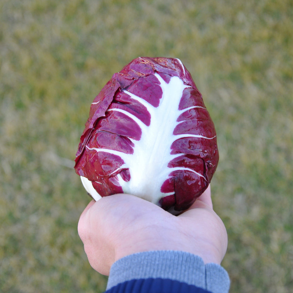 #SM4.15 CICORIA ROSSA DI VERONA SEEDS | smarties.bio