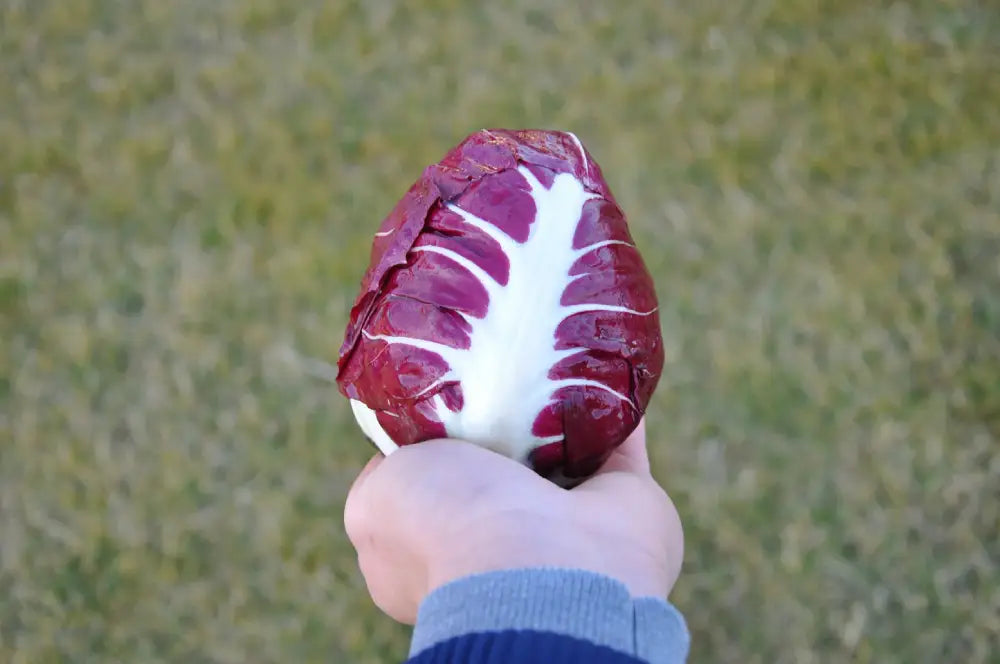 GAIA CICORIA ROSSA DI VERONA SEEDS | Smarties.bio