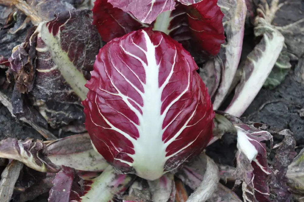 SCALA CICORIA ROSSA DI VERONA SEEDS | Smarties.bio
