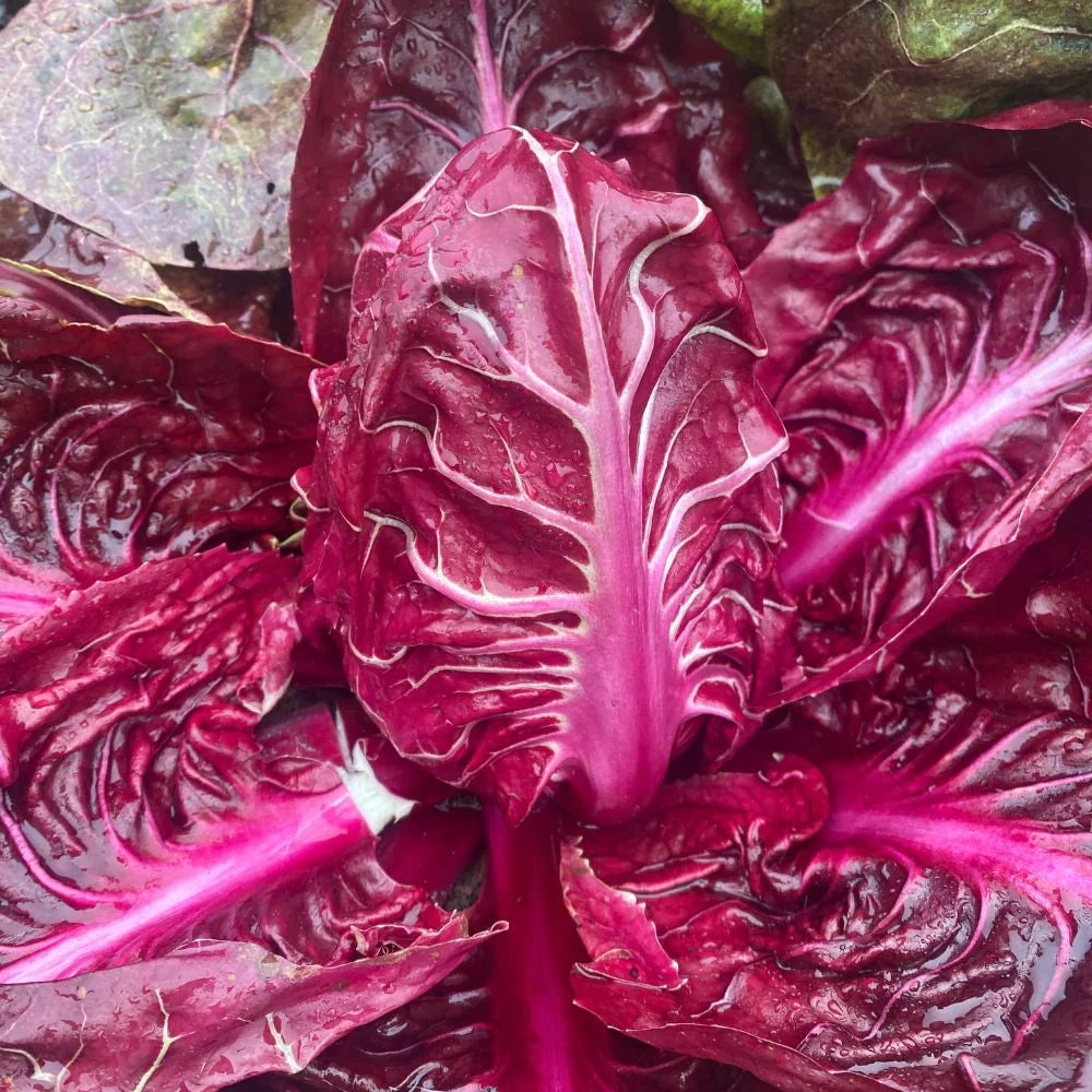 
                      
                        BANDAROSSA CICORIA ROSSA DI VERONA SEEDS |  Smarties.bio
                      
                    