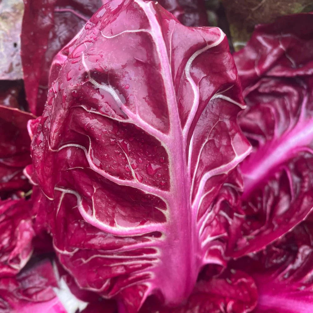 BANDAROSSA CICORIA ROSSA DI VERONA SEEDS |  Smarties.bio