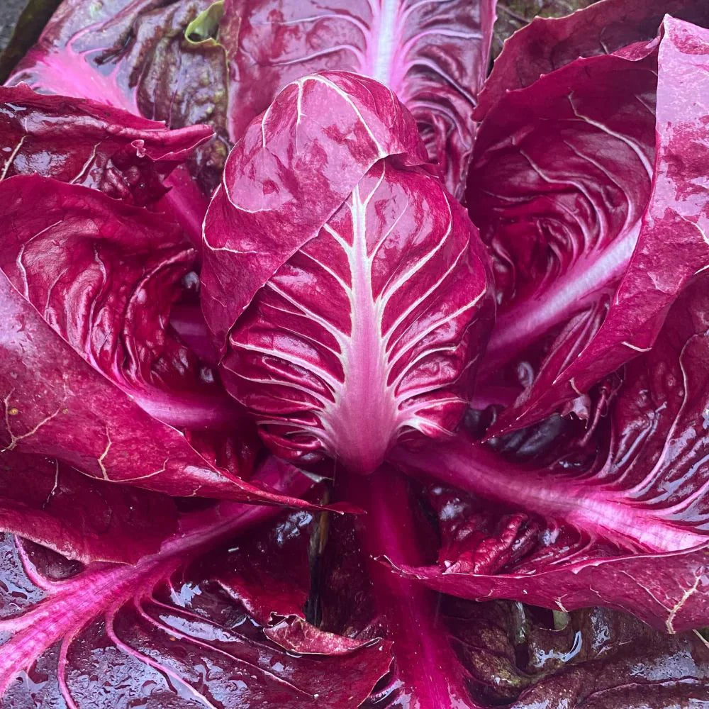 BANDAROSSA CICORIA ROSSA DI VERONA SEEDS |  Smarties.bio