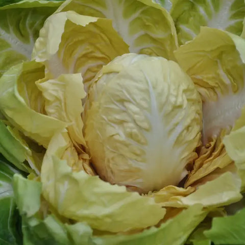 YELLOWSTONE, CICORIA GIALLA (YELLOW) DI VERONA SEEDS | Smarties.bio