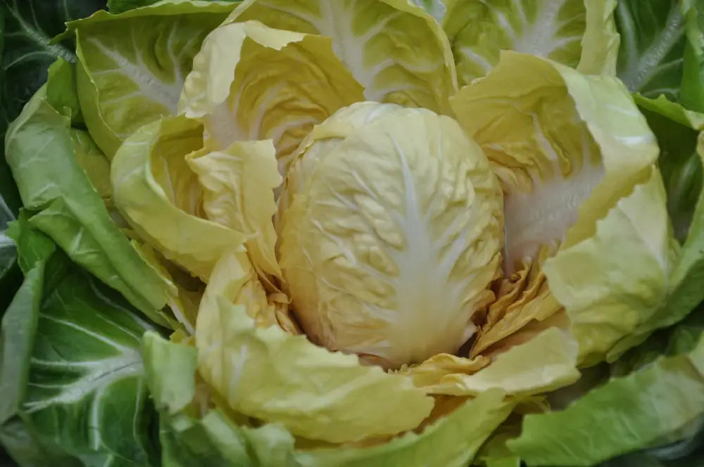 YELLOWSTONE, CICORIA GIALLA (YELLOW) DI VERONA SEEDS | Smarties.bio