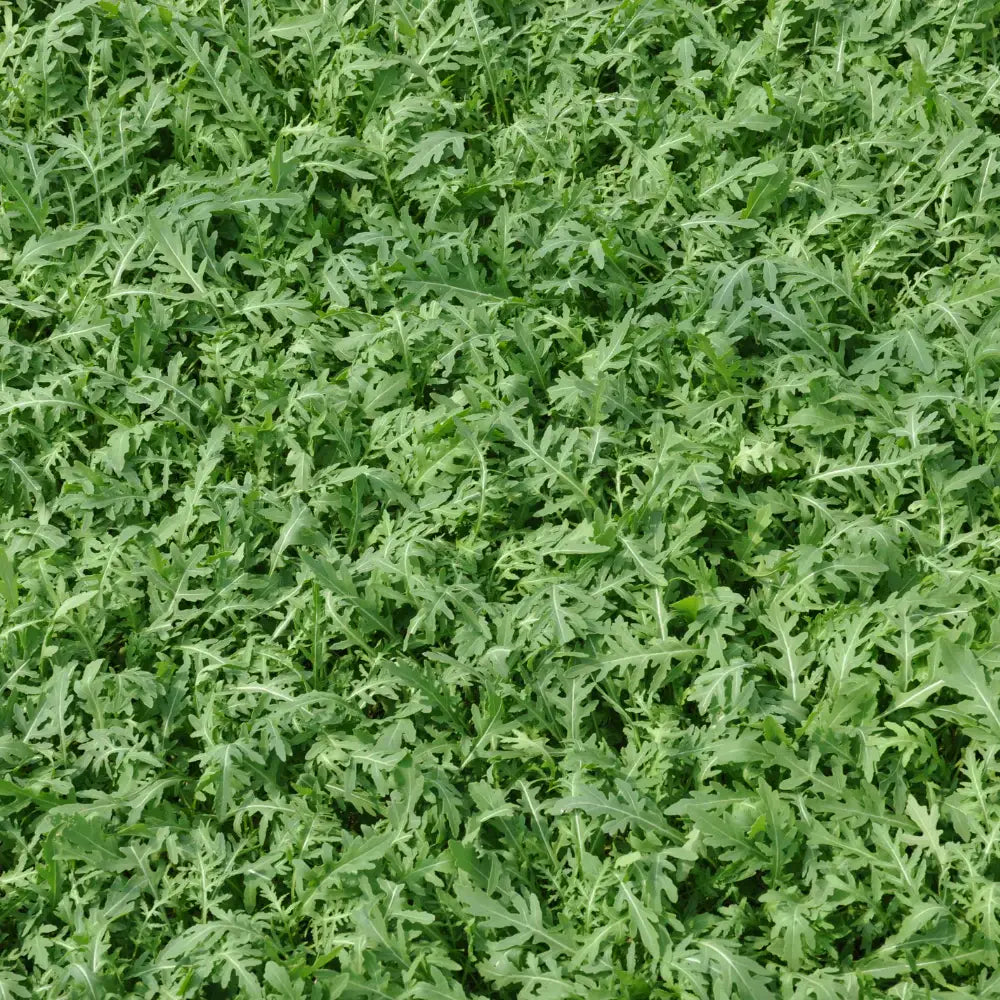 GAME WILD ROCKET SEEDS | Smarties.bio