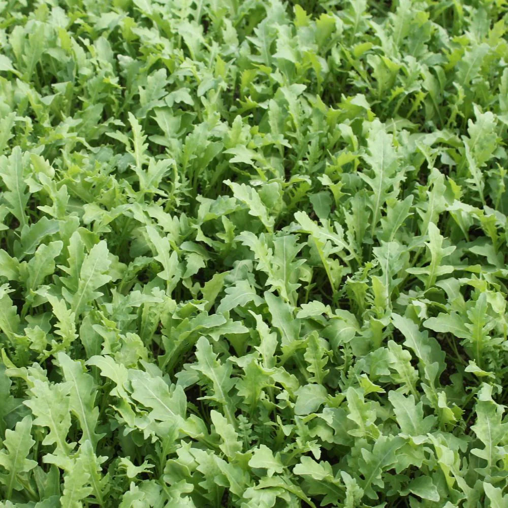 GOAL F1 WILD ROCKET SEEDS | Smarties.bio