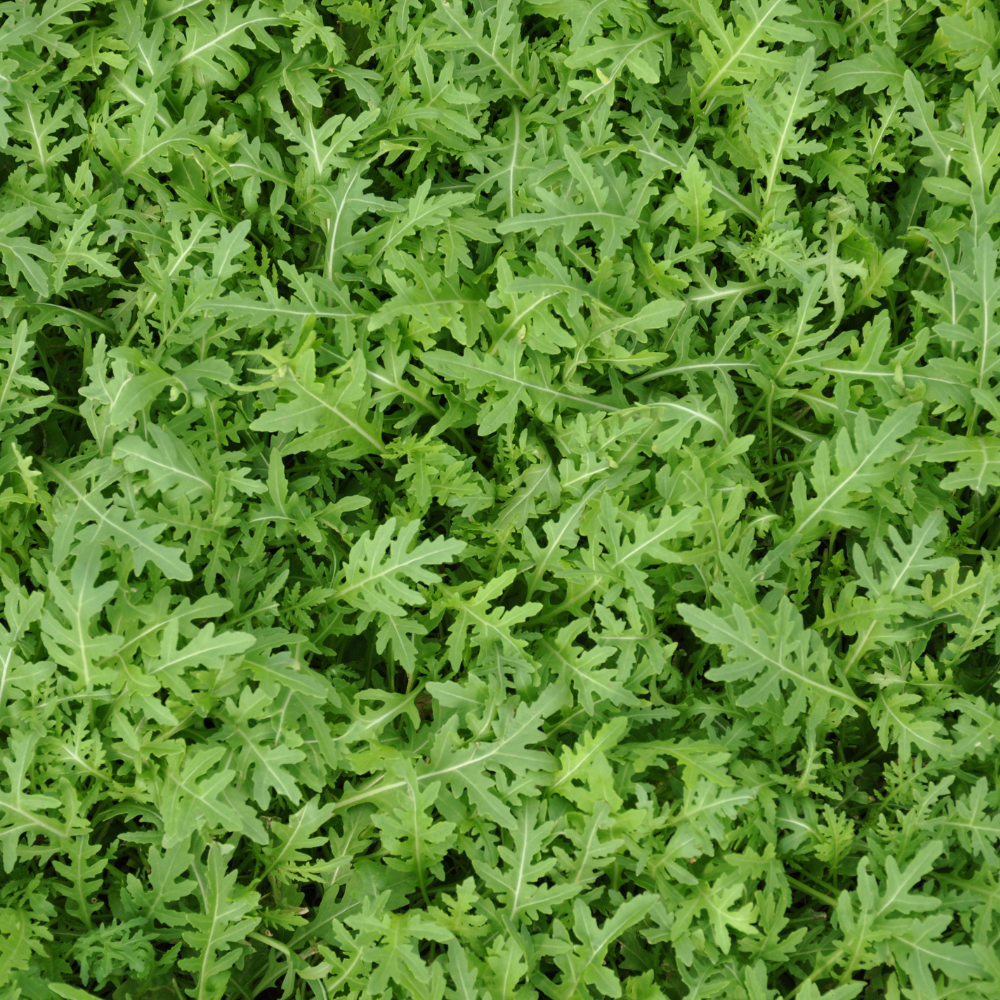 STRIKE ex #SM4.45 WILD ROCKET SEEDS | Smarties.bio