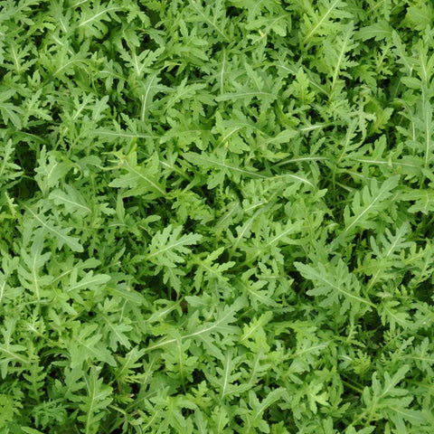 STRIKE WILD ROCKET SEEDS | Smarties.bio