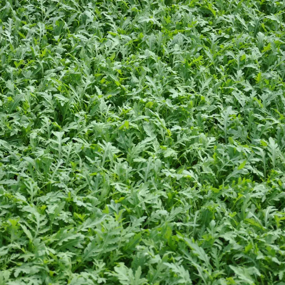 TOUCHE WILD ROCKET SEEDS | Smarties.bio