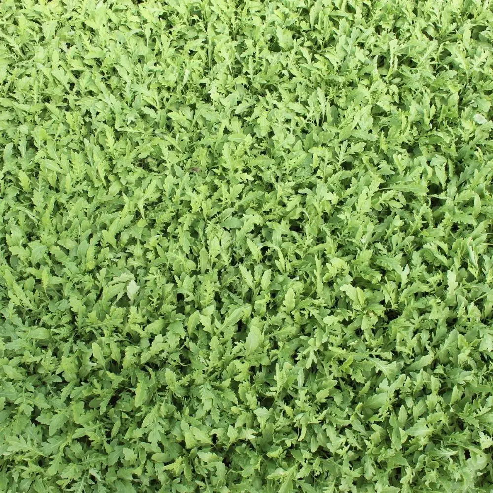 #SM4.47 WILD ROCKET SEEDS | Smarties.bio